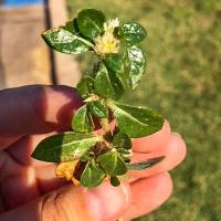 Alternanthera pungens (Khakiweed)