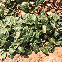 Alternanthera pungens (Khakiweed)