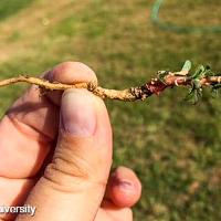 Alternanthera pungens (Khakiweed)