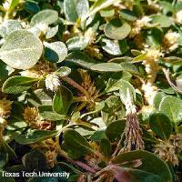 Alternanthera pungens (Khakiweed)
