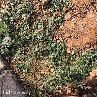 Alternanthera pungens (Khakiweed)