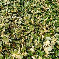 Alternanthera pungens (Khakiweed)