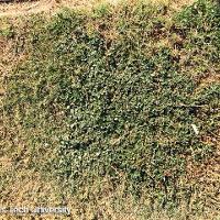 Alternanthera pungens (Khakiweed)