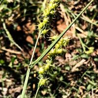 Cenchrus incertus (Field Sandbur)