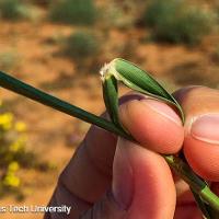 Cenchrus incertus (Field Sandbur)