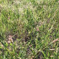 Cenchrus incertus (Field Sandbur)