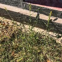 Cenchrus incertus (Field Sandbur)