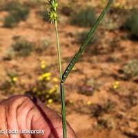 Cenchrus incertus (Field Sandbur)