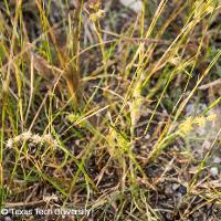 Cenchrus incertus (Field Sandbur)