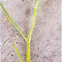 Cenchrus incertus (Field Sandbur)