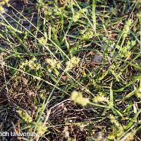 Cenchrus incertus (Field Sandbur)