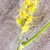 Cenchrus incertus (Field Sandbur)