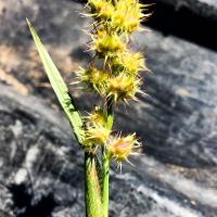 Cenchrus incertus (Field Sandbur)