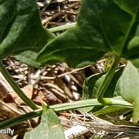 Convolvulus arvensis (Field Bindweed)