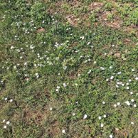 Convolvulus arvensis (Field Bindweed)
