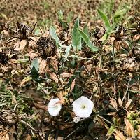 Convolvulus arvensis (Field Bindweed)