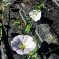 Convolvulus arvensis (Field Bindweed)
