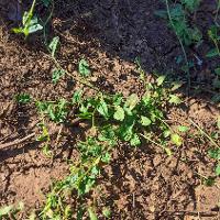 Convolvulus arvensis (Field Bindweed)