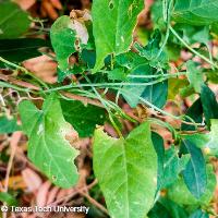Convolvulus arvensis (Field Bindweed)