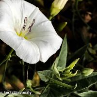 Convolvulus arvensis (Field Bindweed)