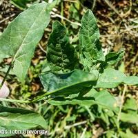 Convolvulus arvensis (Field Bindweed)
