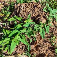 Convolvulus arvensis (Field Bindweed)