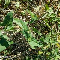 Convolvulus arvensis (Field Bindweed)