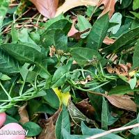 Convolvulus arvensis (Field Bindweed)