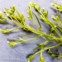 Conyza canadensis (Horseweed)