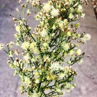 Conyza canadensis (Horseweed)