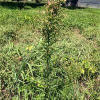 Conyza canadensis (Horseweed)
