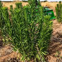 Conyza canadensis (Horseweed)