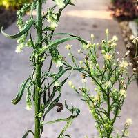 Conyza canadensis (Horseweed)