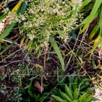 Conyza canadensis (Horseweed)