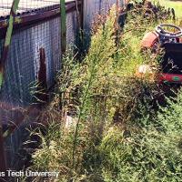 Conyza canadensis (Horseweed)