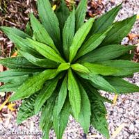 Conyza canadensis (Horseweed)