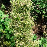 Conyza canadensis (Horseweed)