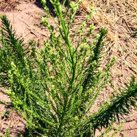 Conyza canadensis (Horseweed)