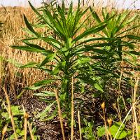 Conyza canadensis (Horseweed)