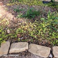 Lamium amplexicaule (Henbit)