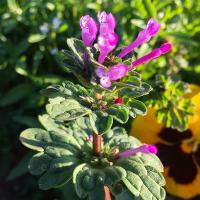 Lamium amplexicaule (Henbit)