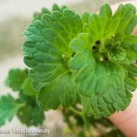 Lamium amplexicaule (Henbit)