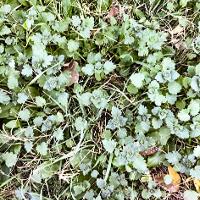 Lamium amplexicaule (Henbit)