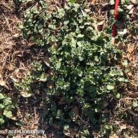 Lamium amplexicaule (Henbit)