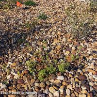 Lamium amplexicaule (Henbit)