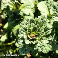 Lamium amplexicaule (Henbit)