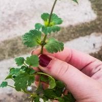 Lamium amplexicaule (Henbit)