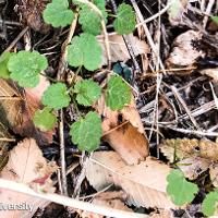 Lamium amplexicaule (Henbit)