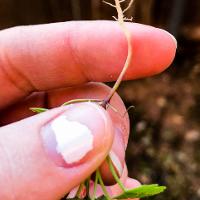 Lamium amplexicaule (Henbit)