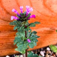 Lamium amplexicaule (Henbit)